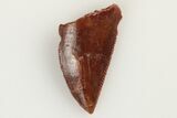 Serrated, Raptor Tooth - Real Dinosaur Tooth #193059-1